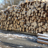 Výkup dřevěné kulatiny